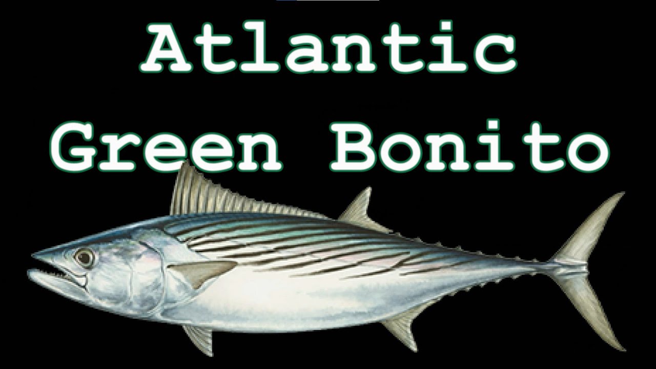 Amazing Green Bonito Fishing off Atlantic Beach , New York - Live Chum & Jigs