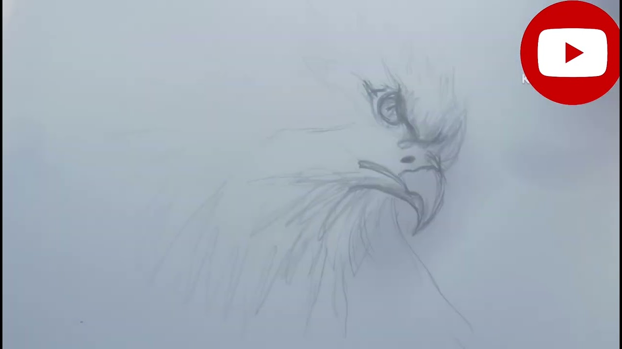 Basic  Eagle drawing 🖌️