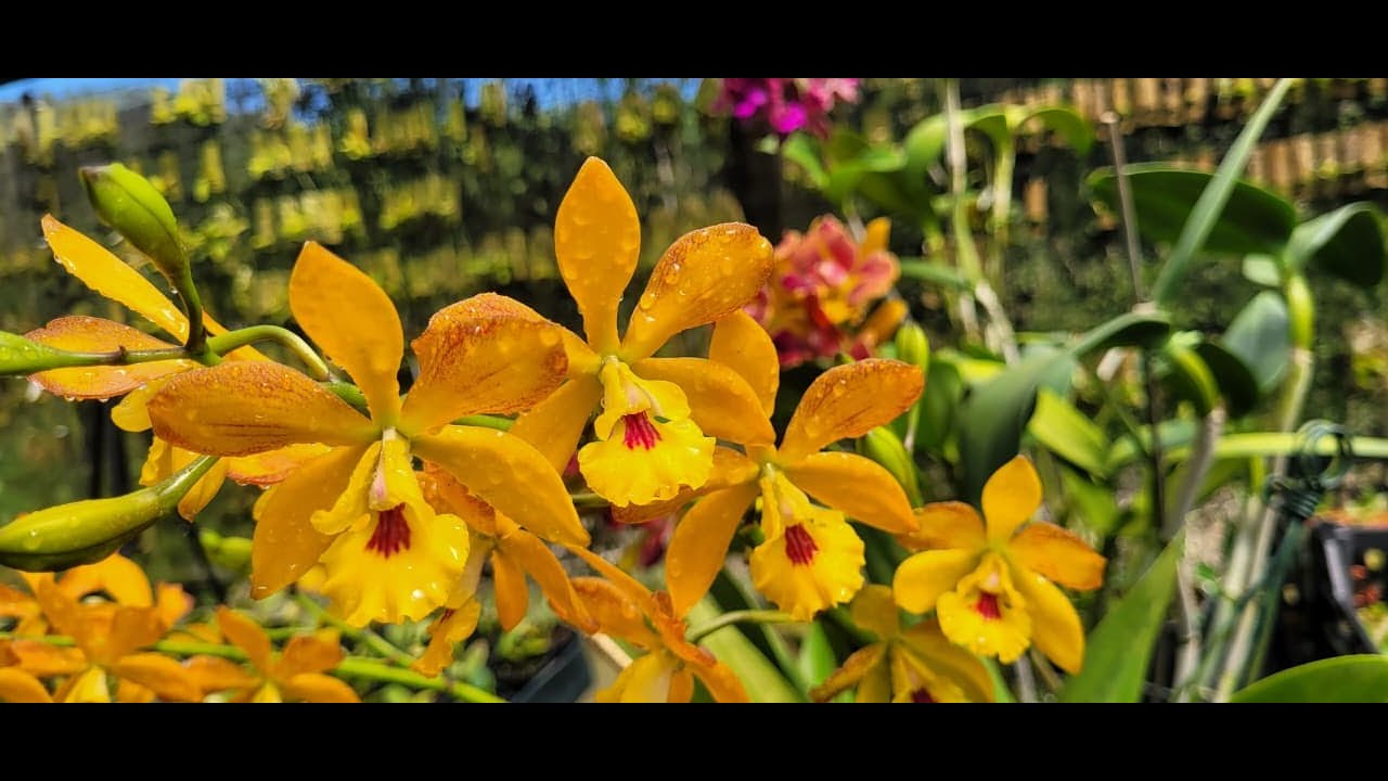 Vídeo especial de Híbridos de Orquídeas 