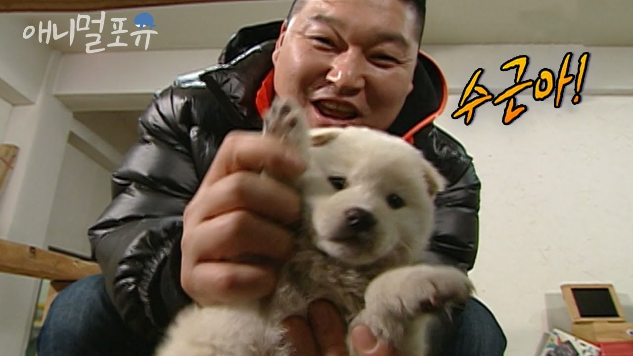 새끼 강아지는 못참지!🐶 강호동을 무장해제 시켜버린 버린 역대급으로 귀여운 시고르자브종 모음.zipㅣKBS 1박 2일 2009 방송