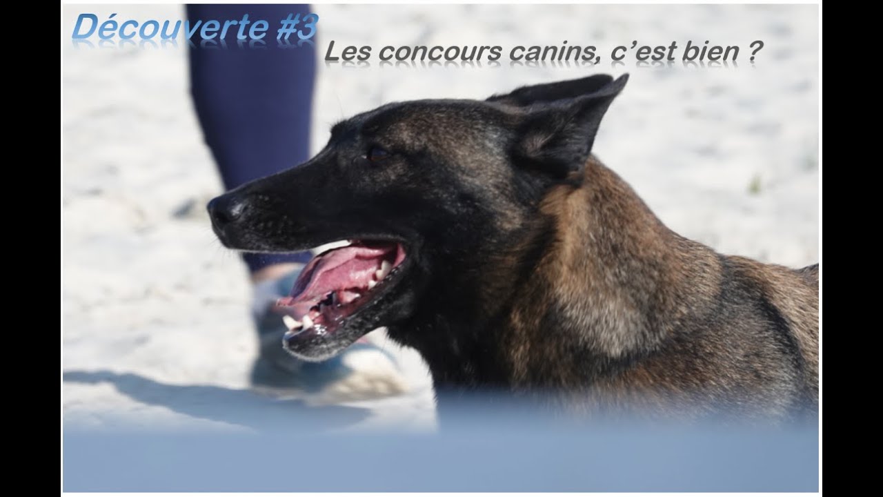 Découverte #3 Concours  canin