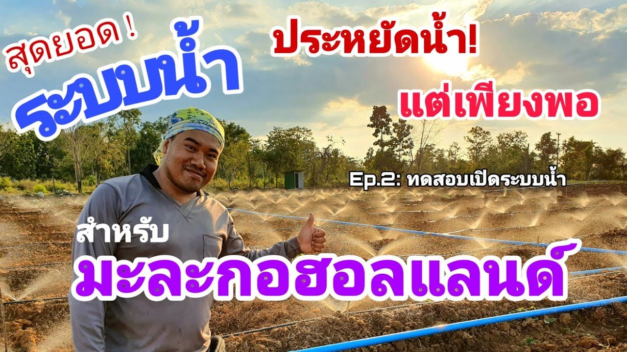 ระบบน้ำดีผลดก |Ep.2 ทดสอบเปิดระบบน้ำ ไร่มะกอฮอลแลนด์ กว่า15ไร่ |เกษตรหรรษา ไร่สีทอง
