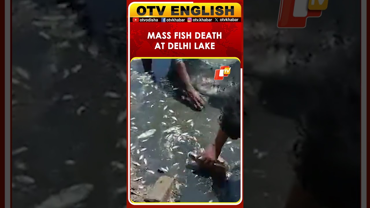 Mass Fish Death Reported At Sanjay Lake In Delhi&rsquo;s Trilokpuri, Cleanup Underway