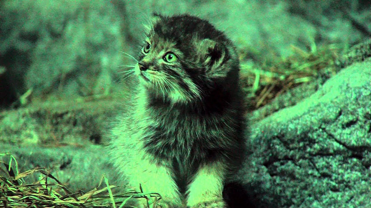 Zoo View Pallas' Cat Kittens - Cincinnati Zoo