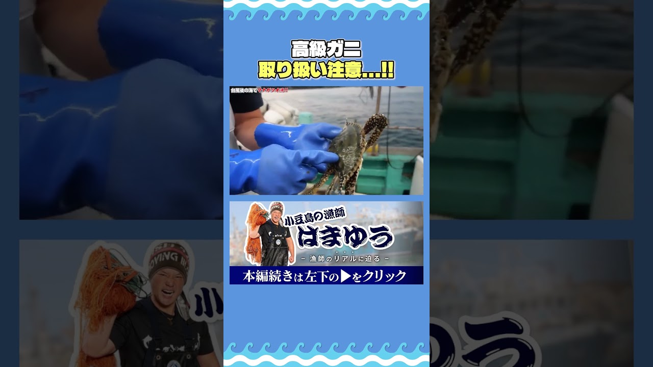 高級ガニを海にリリースする理由