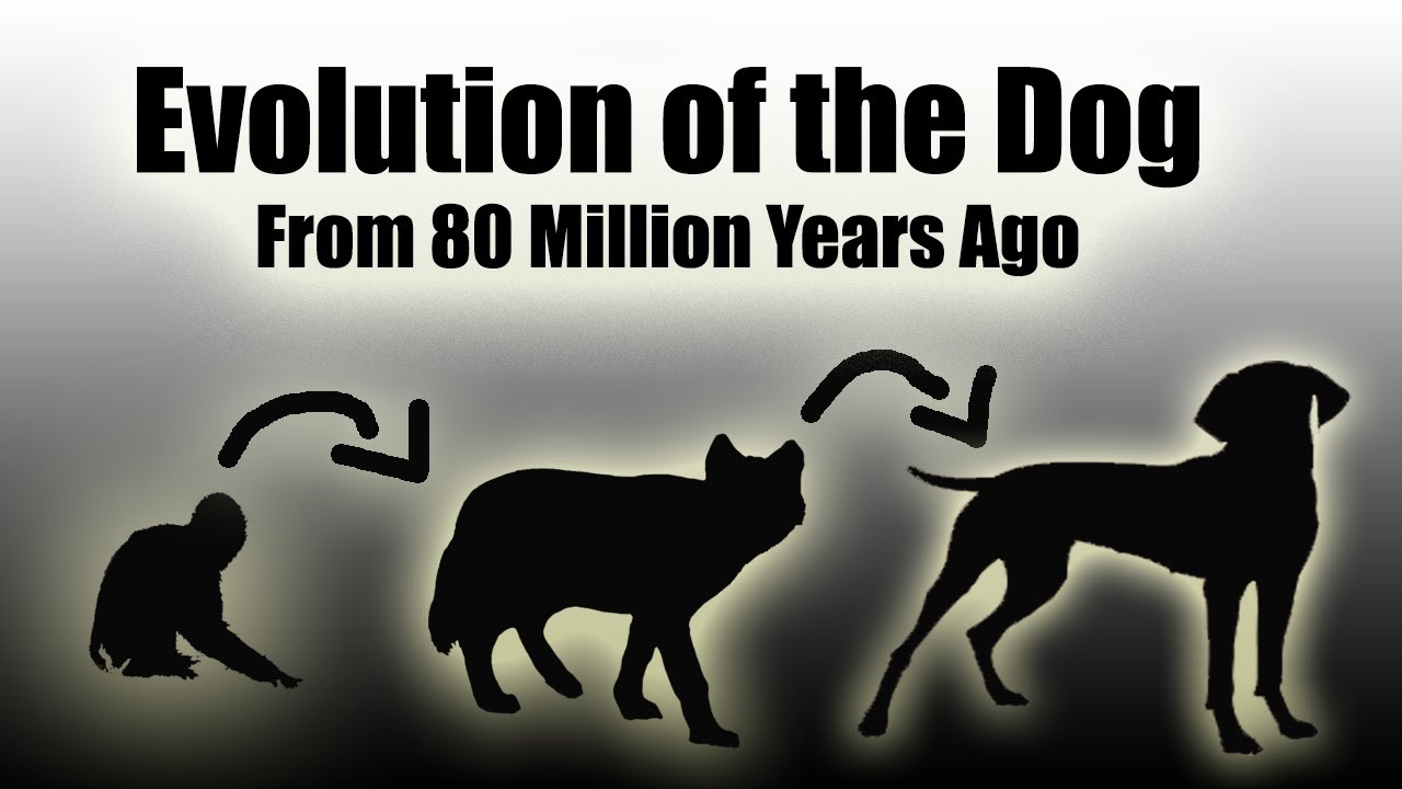 TIMELAPSE: Evolution Of The Dog (EVERY YEAR) - 80 Million Years In a Video (HD)