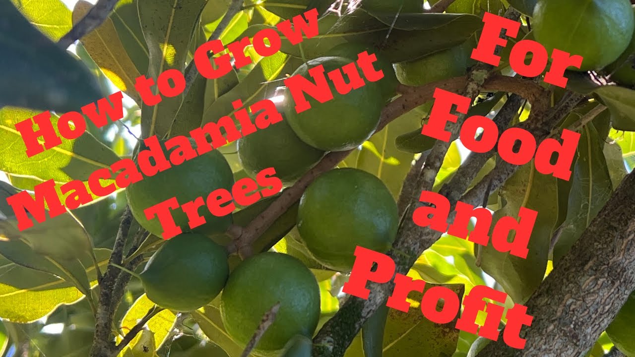 How to Grow Macadamia Nut Trees for Food and Profit - Aussie Prepper
