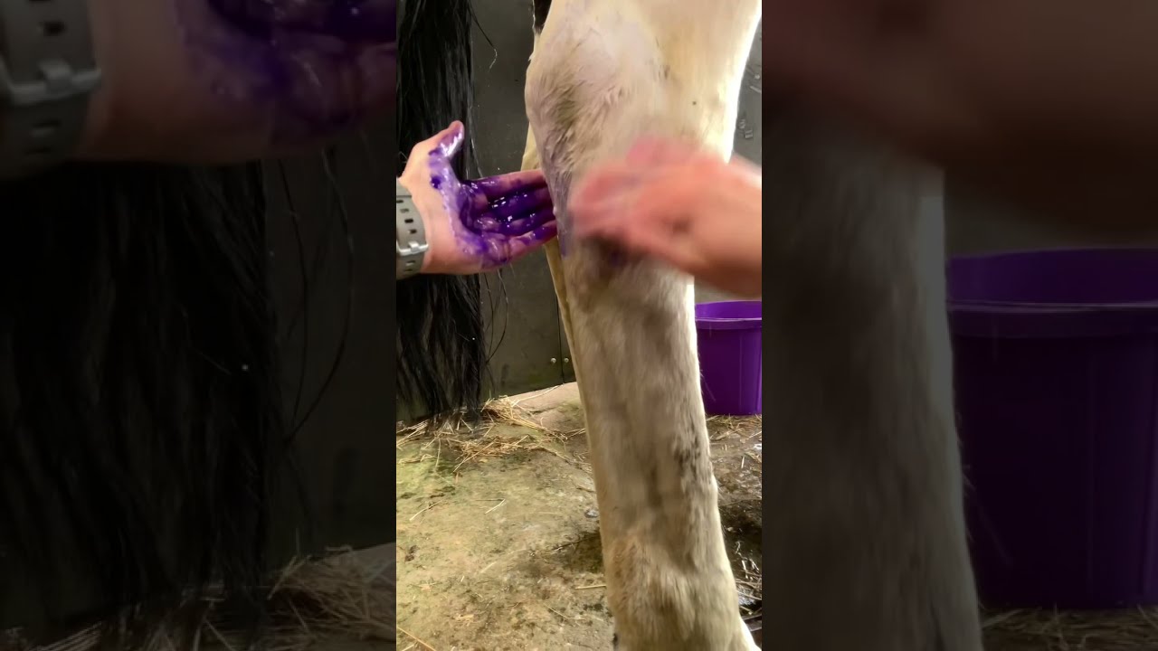 Horse Whitening Shampoo customer review #whiteningshampoo #horsebath #horsegrooming #horsecleaning