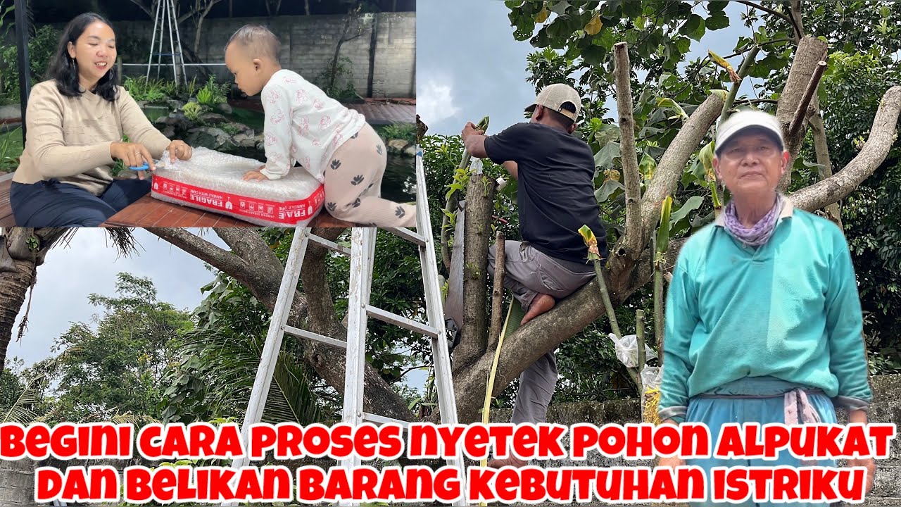 BEGINI CARA NYETEK POHON ALPUKAT DAN UNBOXING BARANG KESUKAAN ISTRI KU