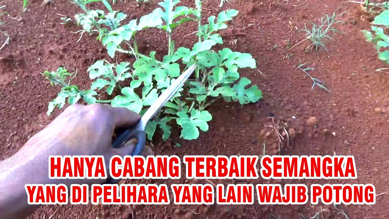 PENTING‼️CABANG TERBAIK SEMANGKA AGAR  BERBUAH BESAR  PART 4