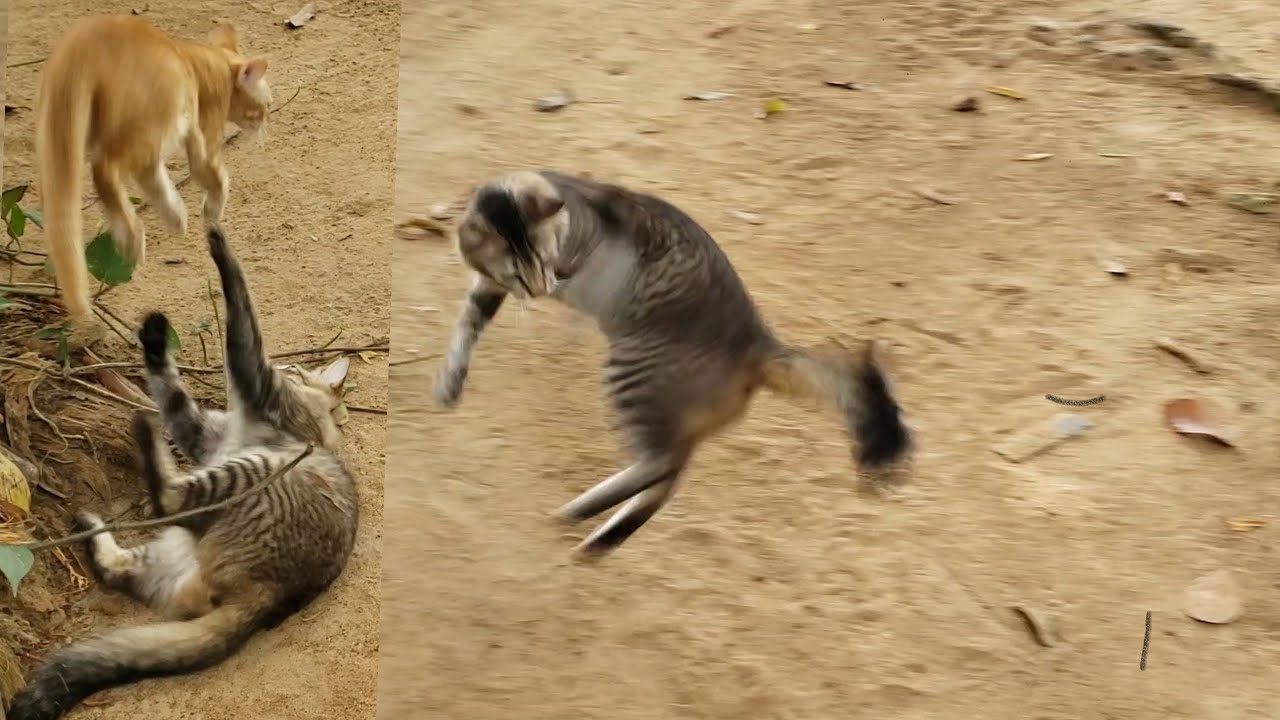 Cat Sprinting and Pouncing