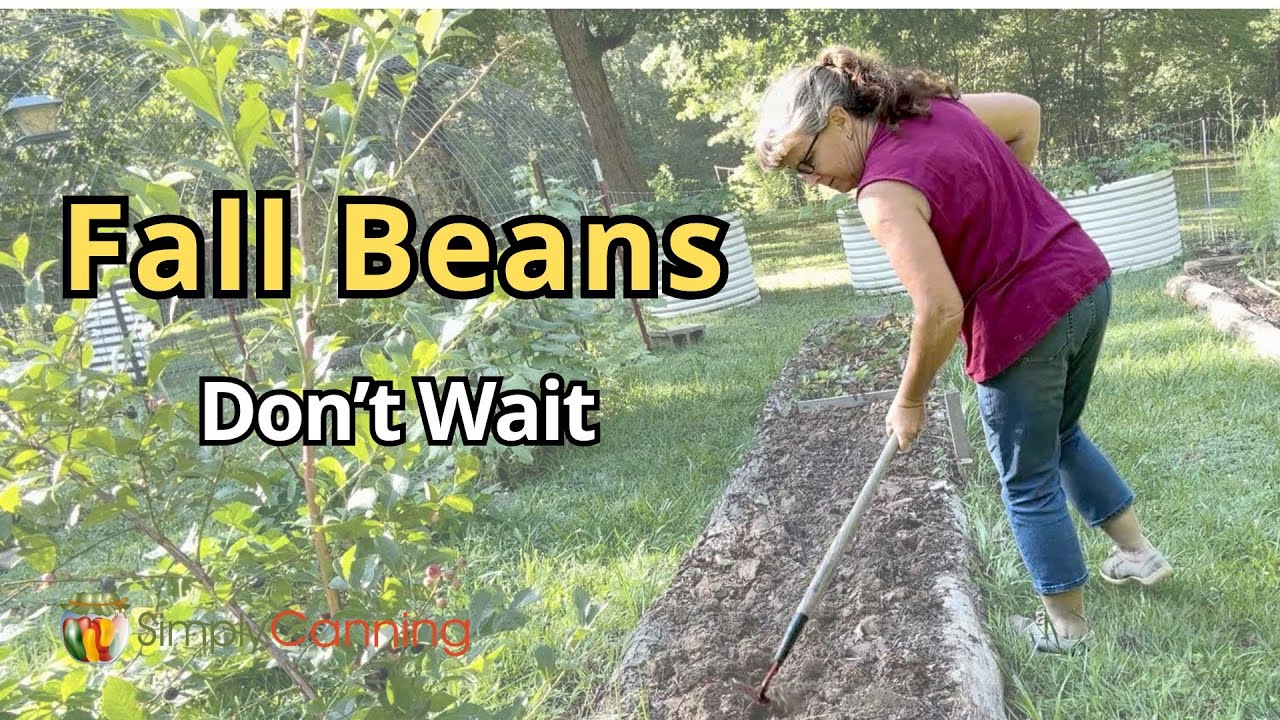 Planting Cranberry Beans for a Fall Harvest | Love Shelly Beans!