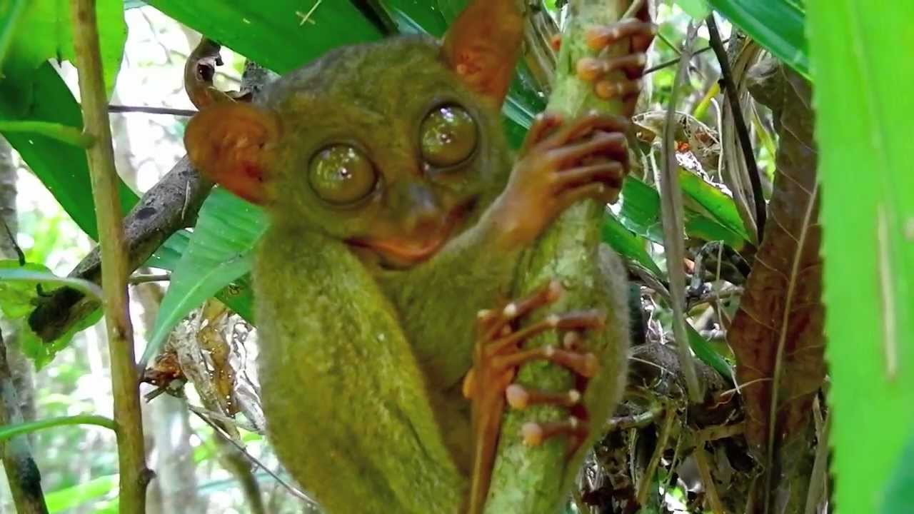 Tarsier - Bohol Tour Package - WOW Philippines Travel Agency