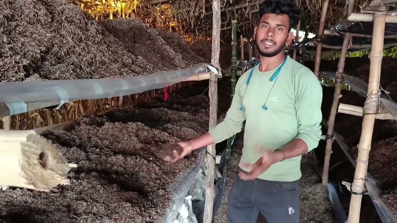 बटन मशरूम बिजाई  की संपूर्ण जानकारी #मशरूम_की_खेती #sk_farming_new_formula