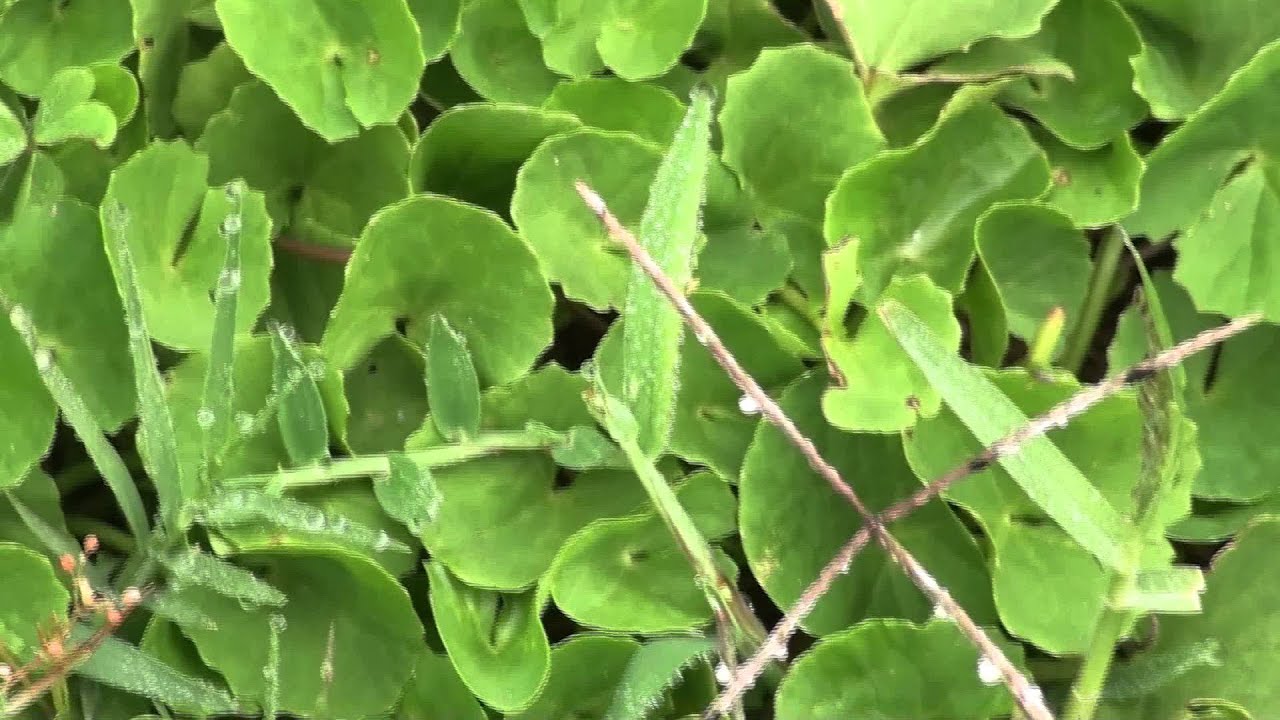 MEDICINAL PLANTS - 1. Centella asiatica (L.) Urban, APIACEAE  By Dr. Magadi R. Gurudeva