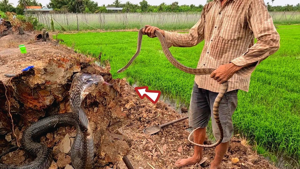 Encountered 2 Tiger Snakes in the Field |Snake Hunting