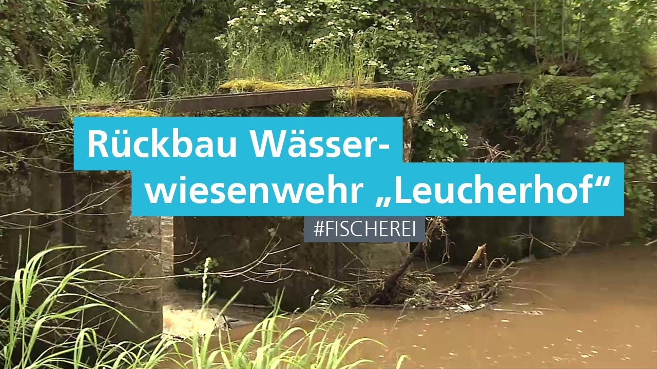 Rückbau des ehemaligen Wasserwiesenwehr 