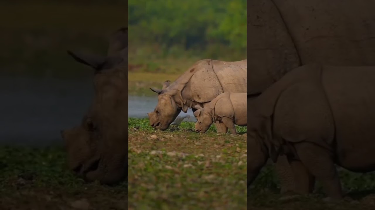 #pinguins #animals #curiosidadeanimal #selvagens #zoo #naturezacuriosa #cuteanimals #curiosidades