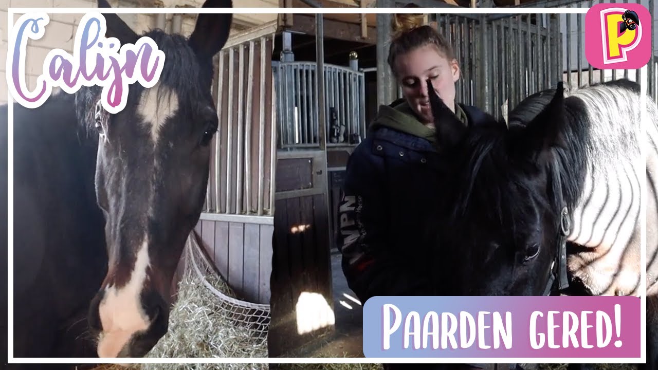 Nieuwe paarden opvangen | Calijn | PennyTV
