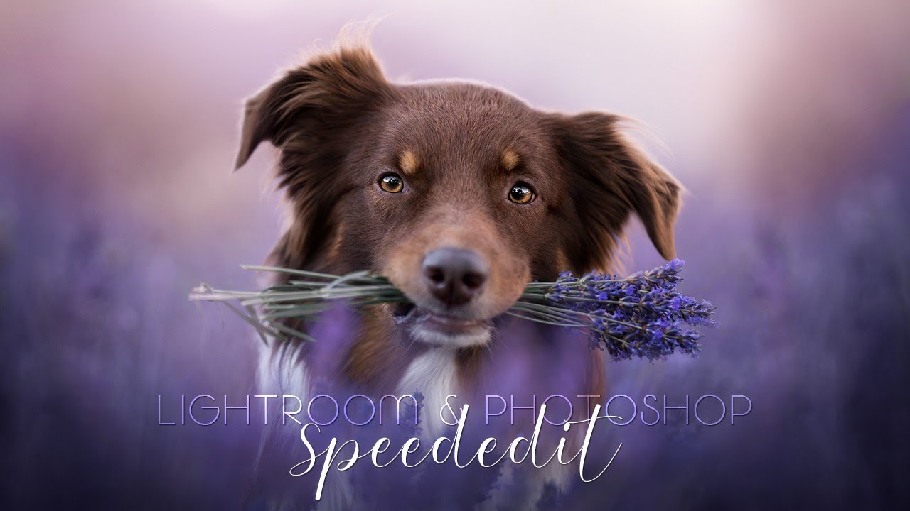 Dog Photography | LR & PS Speededit