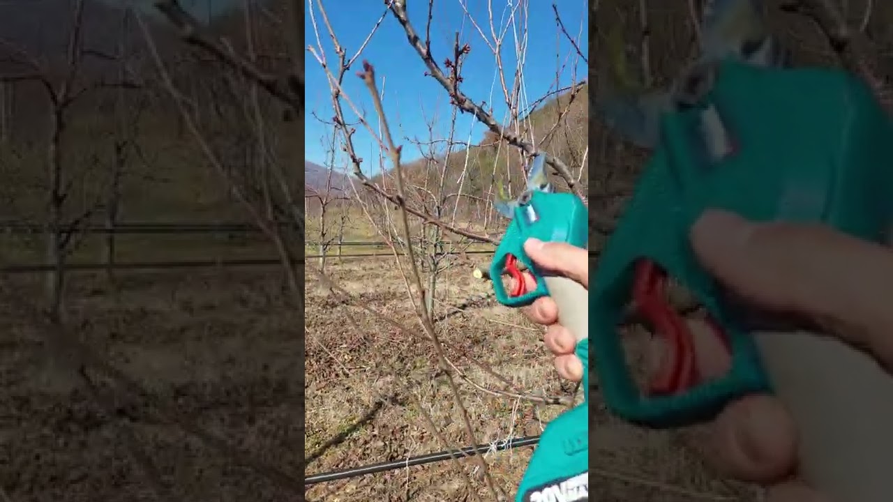 Κλάδεμα Κερασιάς