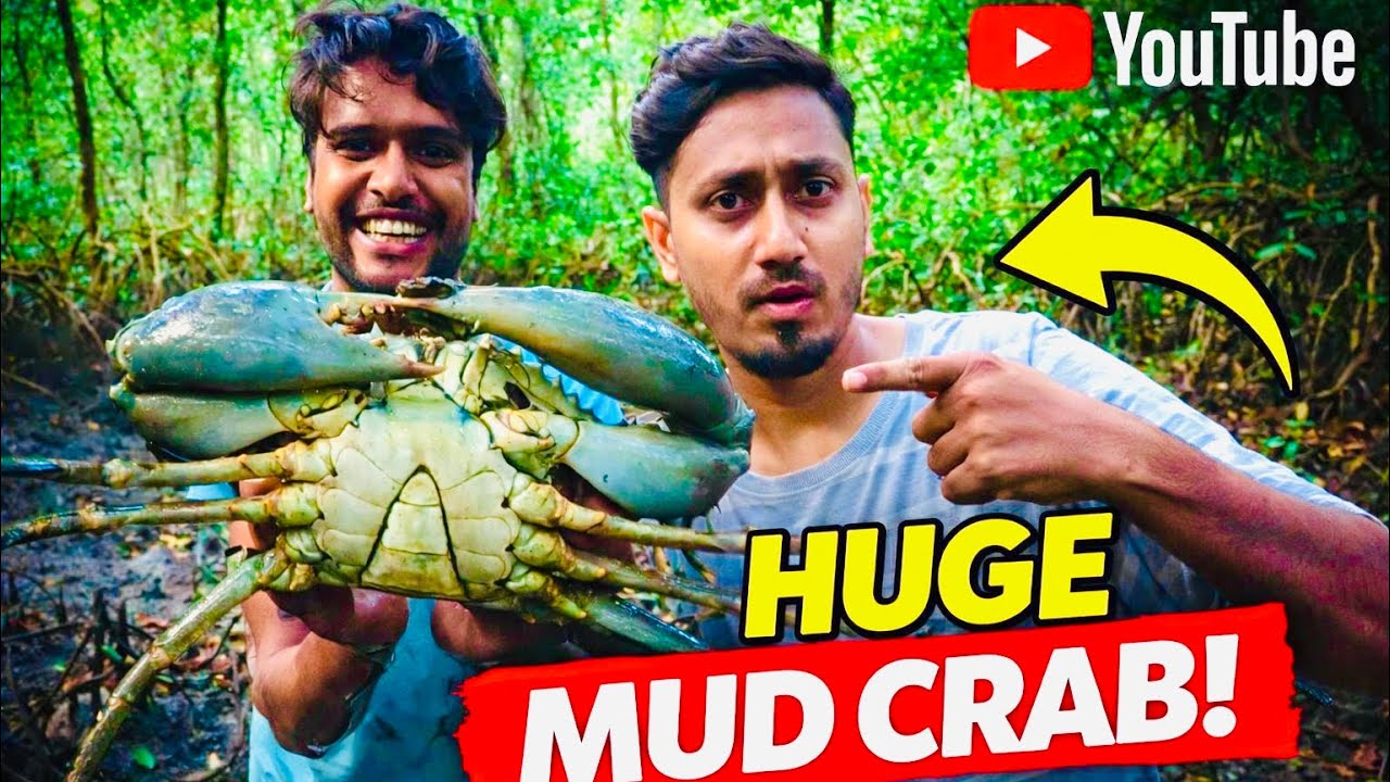 জোড়া XL কাকড়া পাওয়ার মজাই আলাদা😁 Giant Mud Crabs Catching 