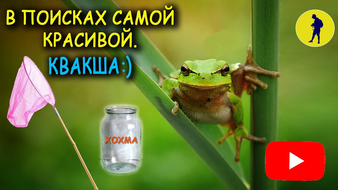В поисках самой красивой. Квакша.