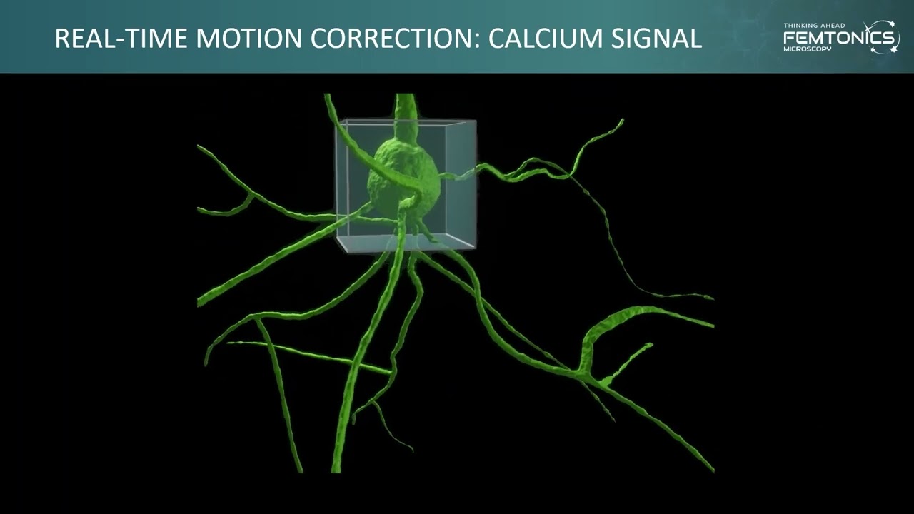 Femtonics 3D Real-Time Motion Correction - a 3D in-vivo real time motion correction