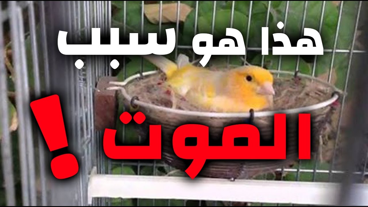 أسباب موت أنتى الكناري وهي حاضنة على البيض
