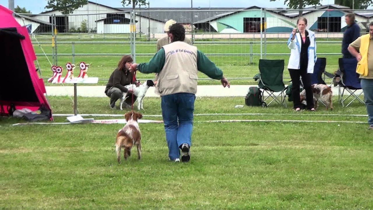 WDS-2010. Epagneul breton. Male Champion class