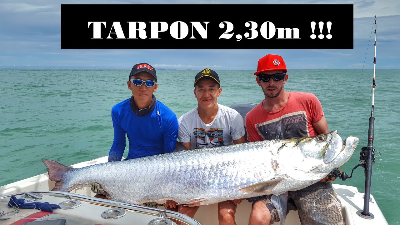 Pêche d'un Monster Tarpon 2m30 - Guyane - Battures