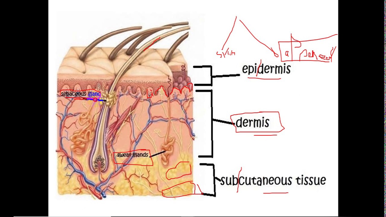 medical terminology - integumentary system