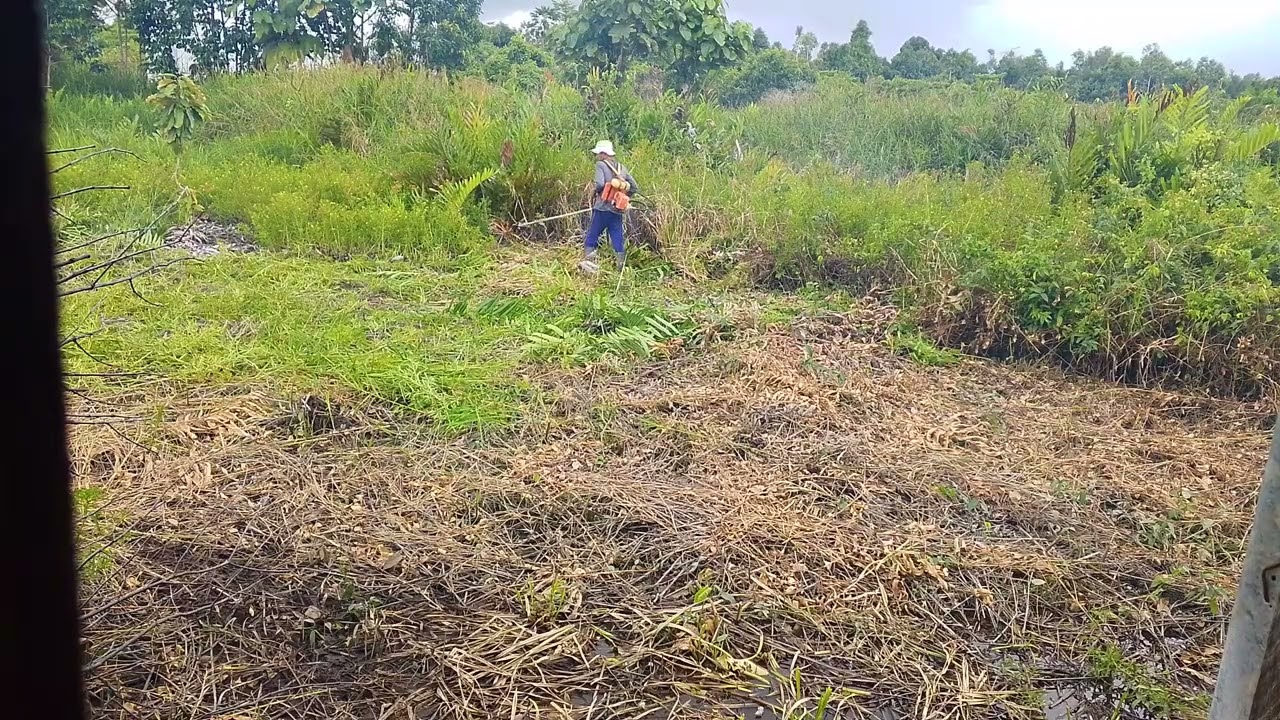 PUJI SYUKUR LAHAN 20x50 SUDAH BERSIH DARI RUMPUT LIAR,TINGGAL SEMPROT RACUN🙏🏻