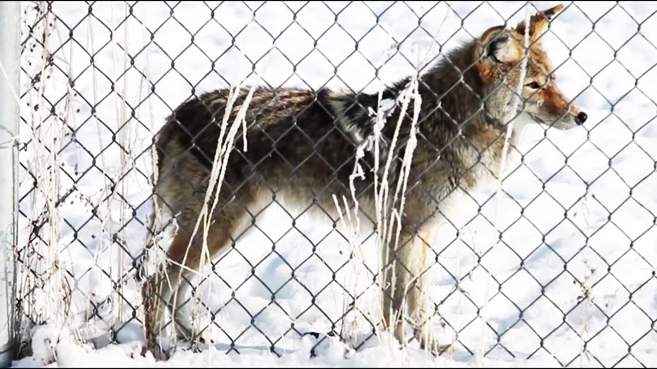 Coyote Hunting in Utah: New Bounty Program Has Hunters Excited | The New York Times