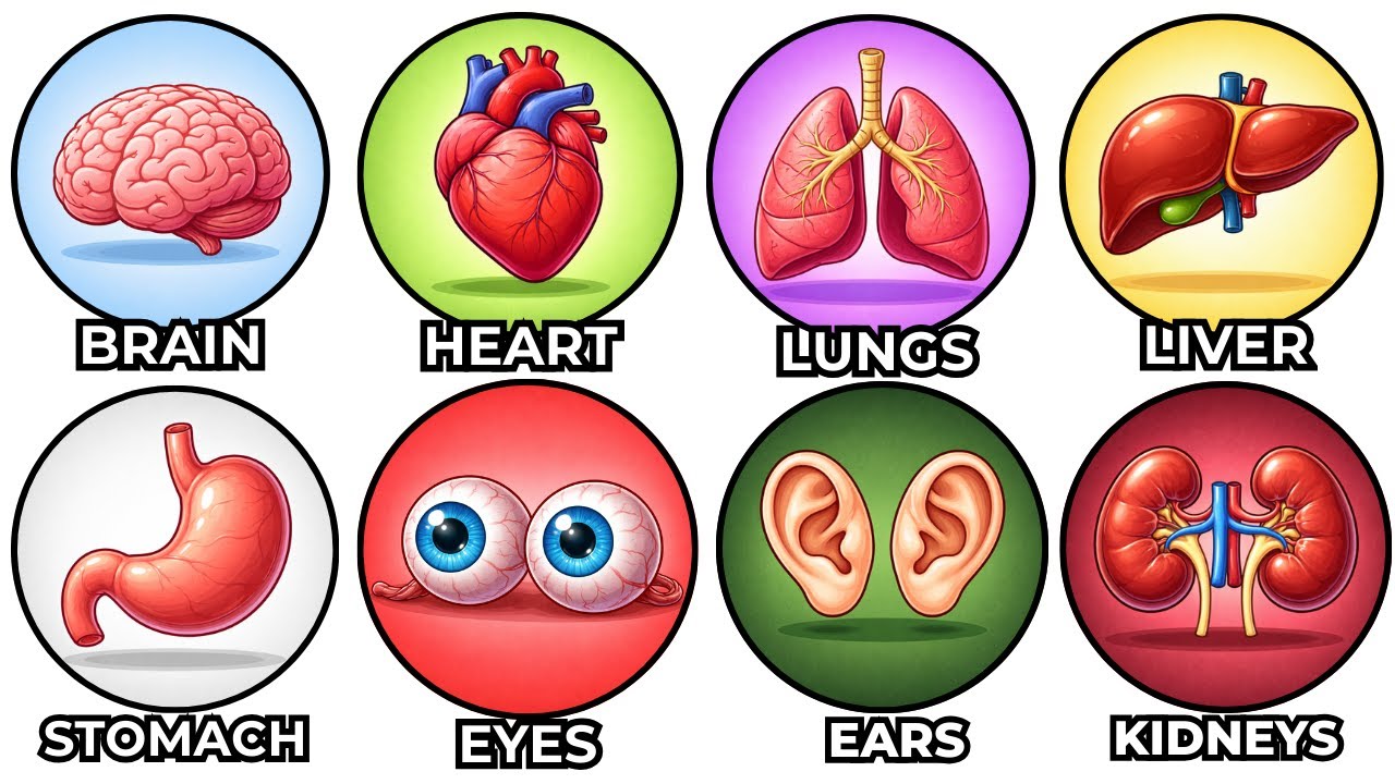 Every KEY Organ In The Human Body Explained in Detail