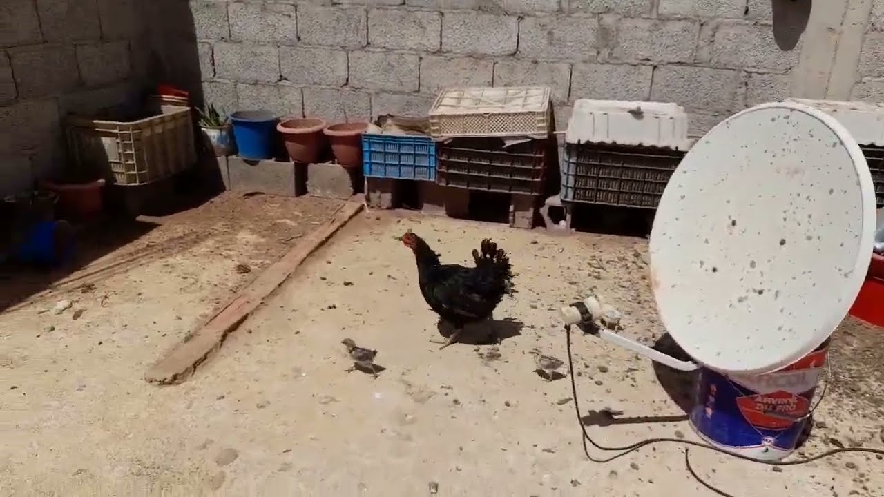 صعوبات ومتعة تربية الدجاج على سطح المنزل