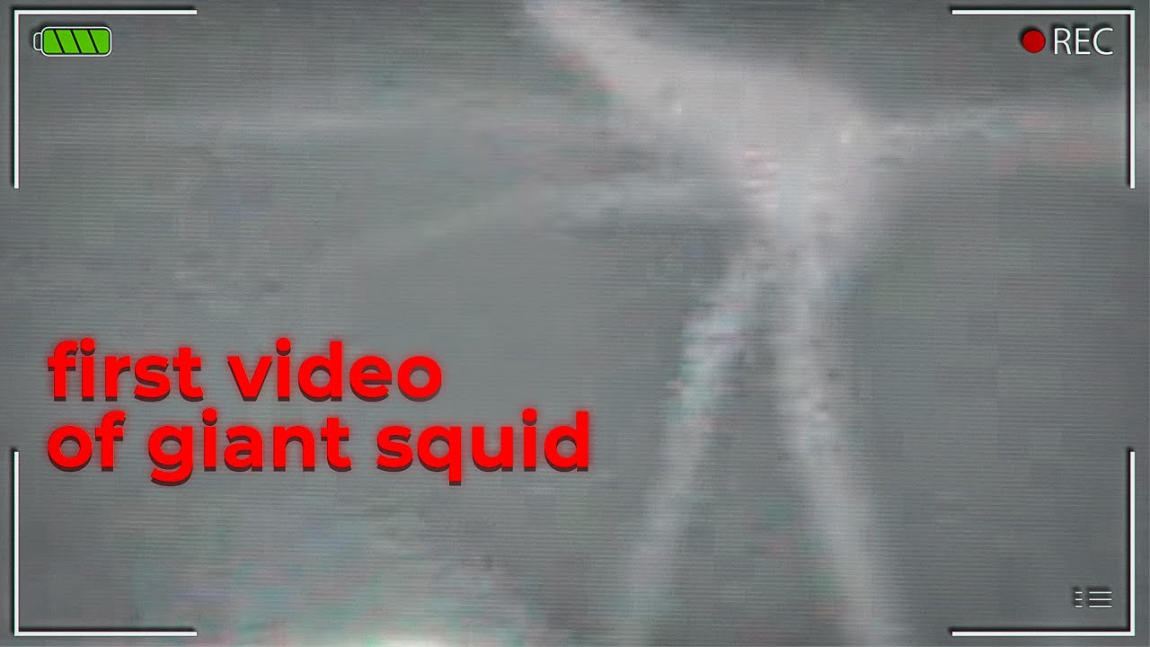 When TV Shows Actually Find Cryptids