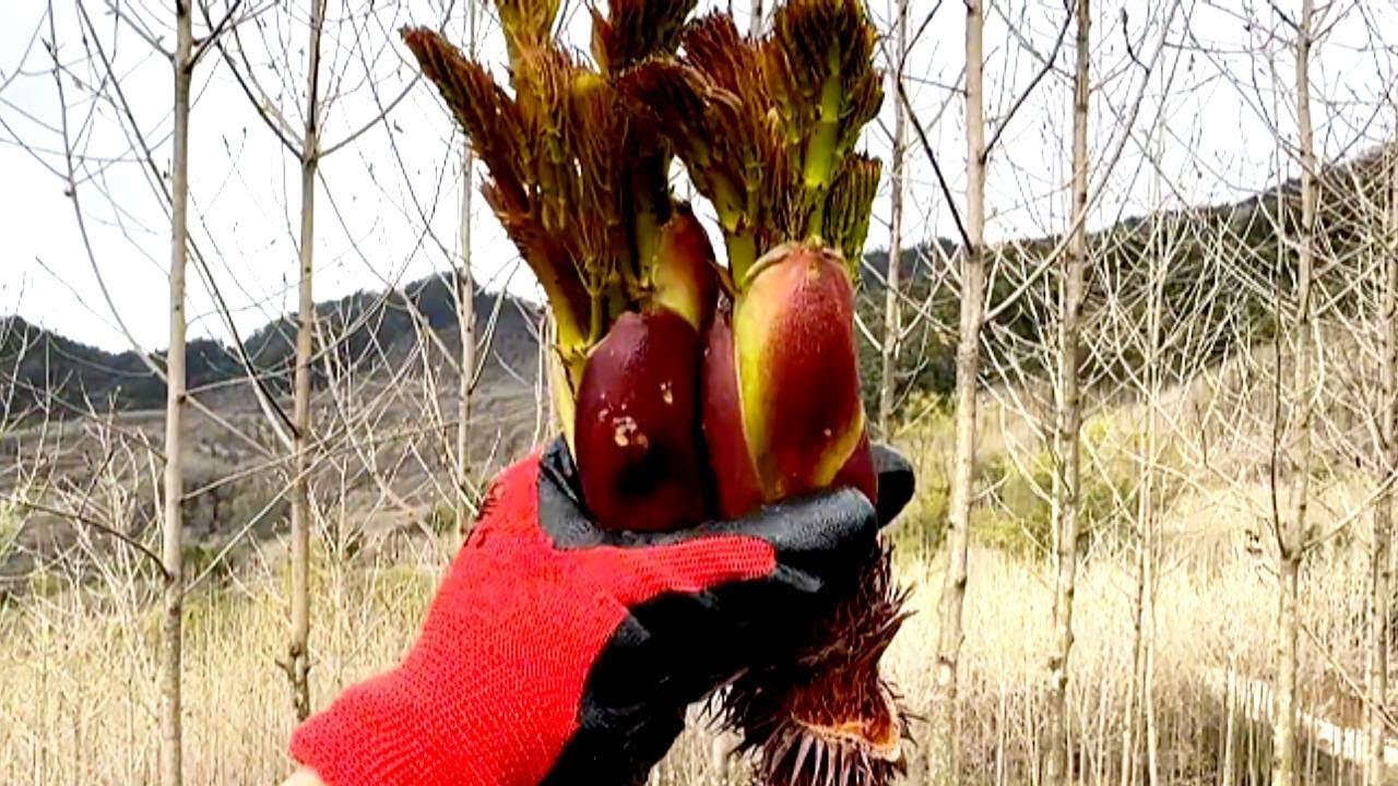 精品刺籠苞，冒雨都要上山掰籠苞，雖被稱作樹上人參，可我更喜歡採摘的過程