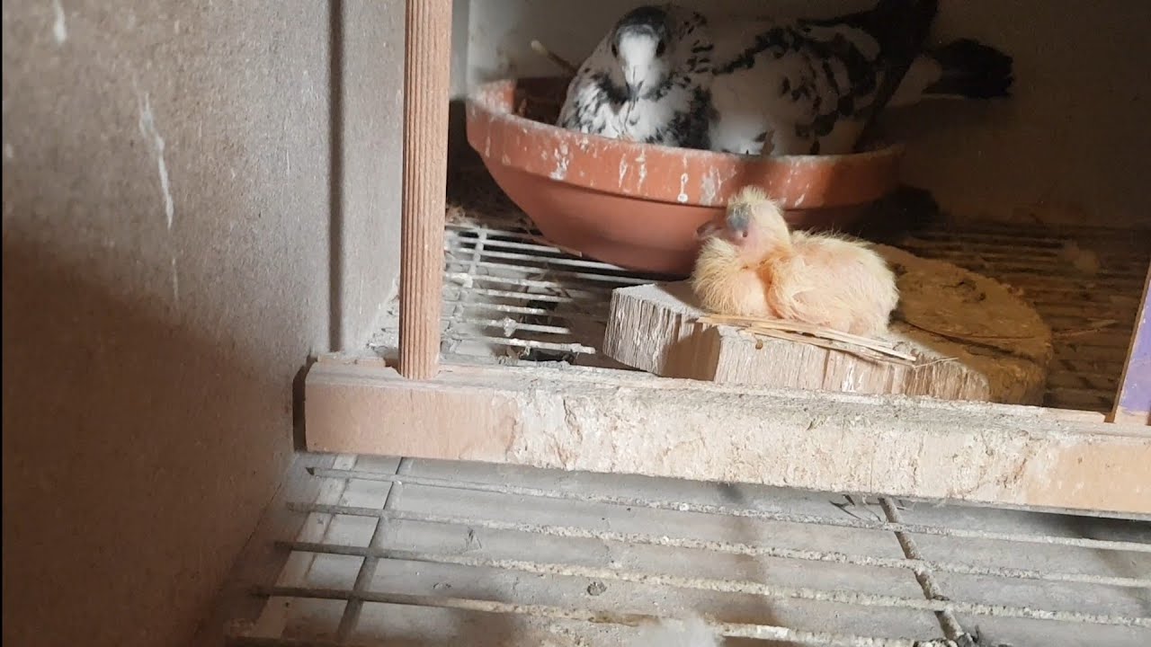 No i zaczęło się. Pierwsze klucia,pierwsze młode. Świat może być piękny #pigeon #birds #top #dziś