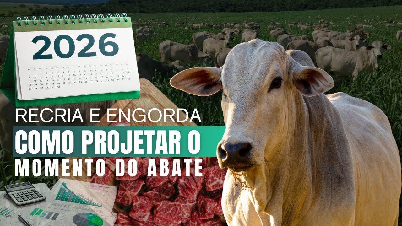Vídeo #66 - Estratégias na recria e engorda à pasto