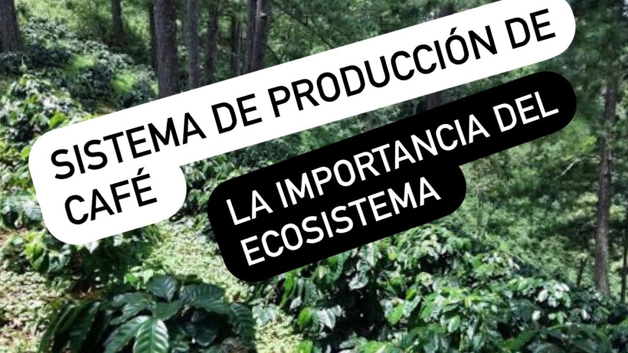 Manejo agronómico   Sistemas de producción