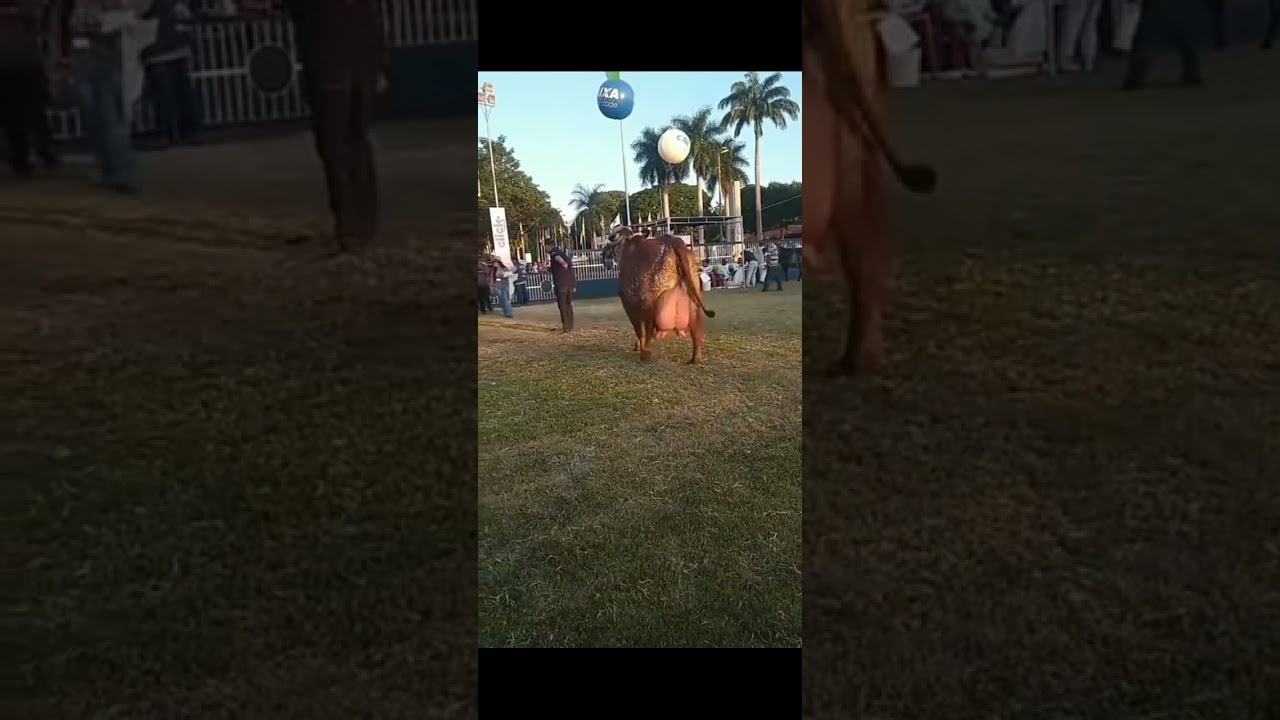Gir cow in Brazil||70kg milk Gir #cow #dairyfarm||