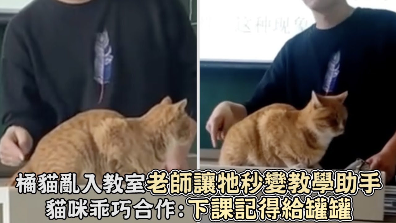 橘貓亂入教室,老師巧妙讓牠當教學助手,貓咪乖巧合作：下課記得給罐罐｜寵物｜貓咪｜搞笑｜貓｜流浪貓