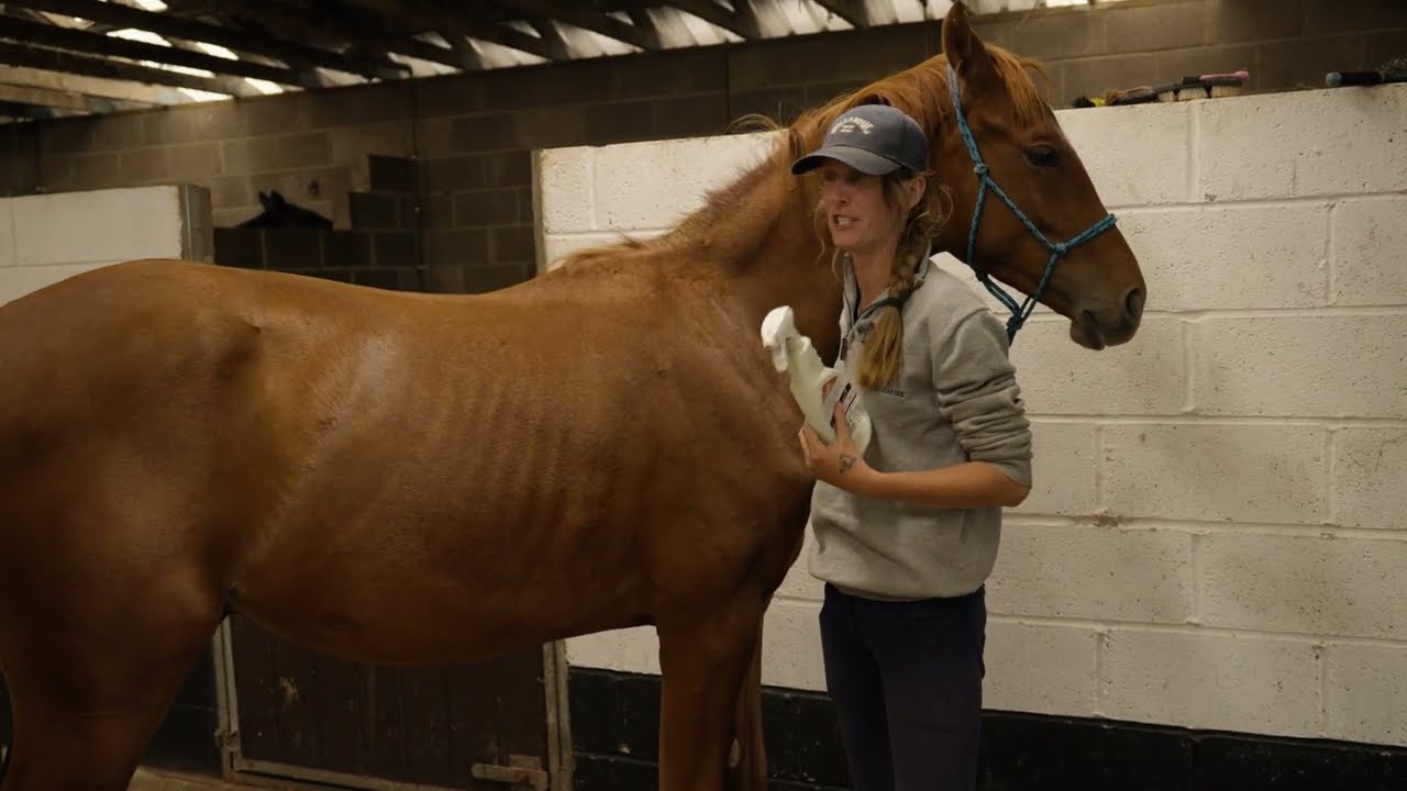 The Anmore Way | Episode 3: The Yearlings — Building Trust and Routine