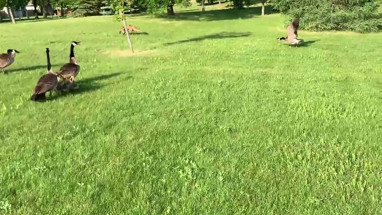 Fox vs Geese with babies.  Who wins?