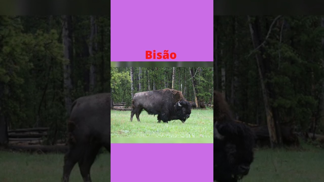Bisão natureza selvagem
