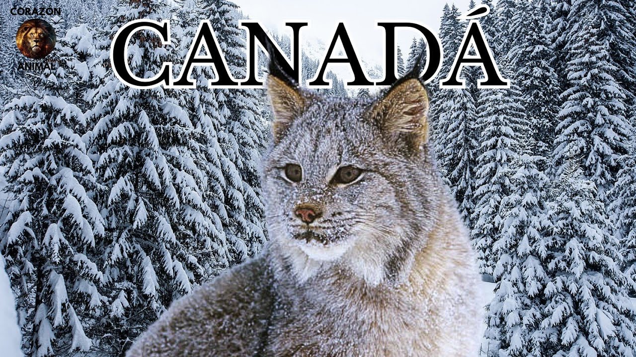 CANADÁ y Su Vida Salvaje: Huellas De Vida En La Nieve y Cielos Que Arden al Amanecer
