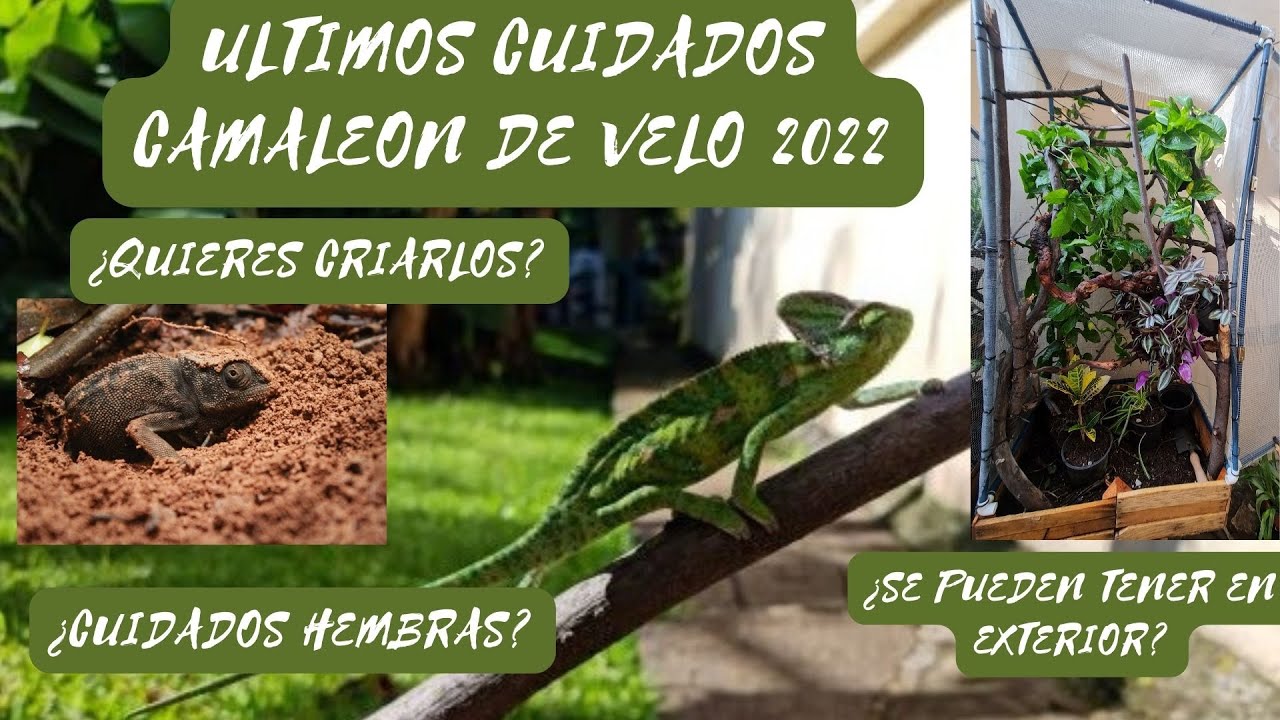 Actualización Cuidados Camaleón de Velo 2022