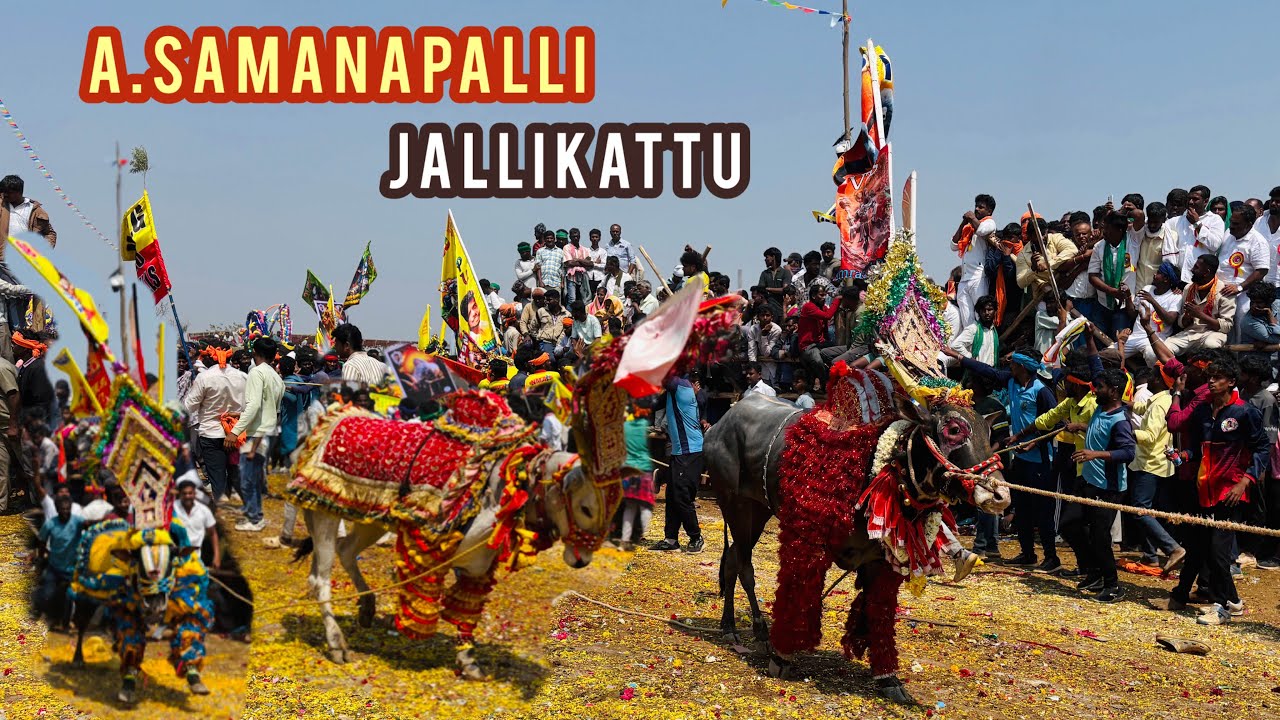 A.SAMANAPALLI (சமனபள்ளி)Jallikattu - Festival Jallikattu 2026 #shoolagiri #2026 #jallikattu 