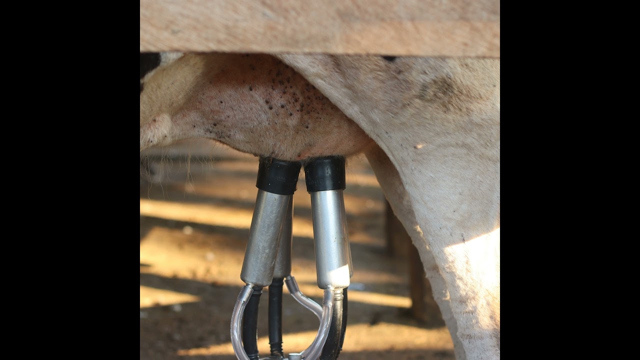 Quebec dairy farmers are tossing their milk due to a cheese plant strike